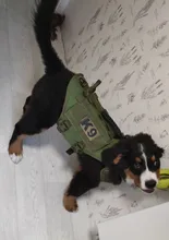 Vest Harnesses Pet-Training Dogs Military-Working Tactical Medium Nylon Durable for Large