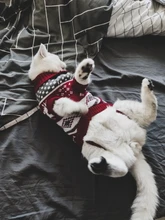 Cute Cat Sweater Costume Winter Warm Pet Clothes Cat Clothing for Cats Katten Kedi Giyim