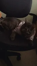 Warm Pet Clothes For Cats Clothing Autumn Winter Clothing for Cats Coat Puppy Outfit