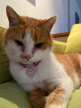 Pet-Collar-Accessories Necklace Pendants Jewelry Rhinestone Imitation-Pearl Small Dogs