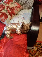 Ropa de abrigo para Perros Bulldog Francés, Ropa de cachorro, Chihuahua, yorkie, abrigo de perrito mascota, chaqueta, perros, mascotas