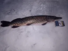 Alicates de esponja de acero inoxidable, alicates médicos de corte, ovalados, ovalados, coderas rectos, sin dientes, Clip de esponja de 25cm