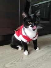 Christmas Dog Clothes Small Dogs Santa Costume for Pug Chihuahua Yorkshire Pet Cat Clothing