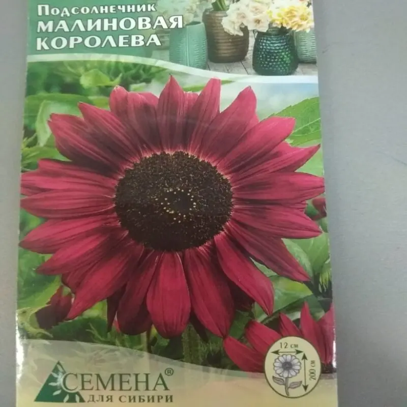 Подсолнечник Малиновая королева 0 5г СДС Семена для Сибири Sunflower raspberry Queen | Дом и