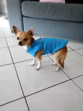 Camiseta de Carlino para mascotas pequeñas, disfraces de perros Yorkshire Terrier, Chalecos para perros y gatos, Chihuahua, Bulldog francés