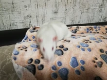 Bed-House Hamster-Accessories Hedgehog Guinea-Pig Chinchilla Squirrel Rabbit Nest Small Animal