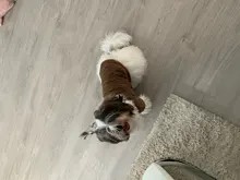 Ropa para perros de lana y Chihuahua, Ropa de invierno para mascotas pequeñas y medianas