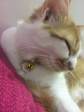 Collar de gato con campana de algodón cómodo huevo aguacate varita mágica ajustable Collar campana perro gato Collar