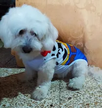 Lovely Fake Strap Cheap Pet Clothes For Dogs Summer Breathable Mesh Dog Clothes For Small