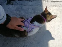 Vest Necklace Harnesses Leash-Set Lead Puppy-Kitten-Collars Dog Pug Adjustable Chihuahua