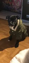 Hoodie Jacket Pet Dogs Cats Chihuahua Winter Medium Warm And Lightweight
