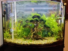 Acrylic Shrimp Feeding Tray Fish Food Feeder Aquarium Fish Tank Feeding Tube