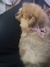 Leash-Collar-Set Dog-Harness Adjustable Small Walking Outdoor Medium Cute Bow Soft 