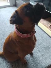 Dog-Collar Bulldog German Shepherd Wide-Leather Padded Pet-Dog Perro Soft for Medium