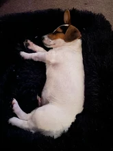 Cat Nest House Bed-Basket Sleeping-Mat Square Plush-Calming Cozy Dogs Warm Small Large