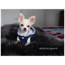 Ropa vaquera de XS-2XL para perro, abrigo para perros, ropa de cachorro, pantalones vaqueros para perro, chaqueta, chaleco abrigo para perro, trajes para cachorro, ropa para gato