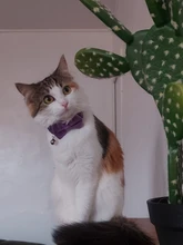 Collar de gato de terciopelo con lazo liso para cachorro, Chihuahua, con campana, hebilla de seguridad ajustable, pajarita para gatos, accesorios para mascotas