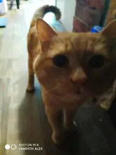 Self-Groomer-Toy Massage-Device Cat Catoy Pet-Cat with for Hair-Removal-Brush Dogs Comb