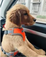 Arnés para perros y mascotas de gran tamaño sin tirones, chaleco ajustable y transpirable, impermeable, para Seguridad al aire libre, caminar y correr,arnes perro mediano,perros accesorios,suministros para perros