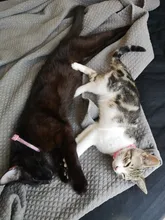 Collar de cristal para gatos, accesorios para mascotas, Collar de cuero con diamantes de imitación de liberación rápida con campana, Collar para gatitos