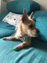 Breathable French Bulldog Harness Printed Reflective Dogs Harness Puppy Small Medium