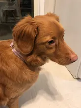 Personalized Fabric Super Strong Durable Martingale Collars for Dogs Heavy Duty Duty