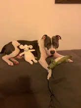 Plush Dog Toys Squeak Chew Animal All-Pets Funny Fleece Durability Popular 17-Different