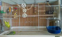 8Pcs/Set Bird Parrot Toys Wooden Hanging Swing Hammock Climbing Ladders Perches