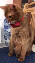 Collar de gato de terciopelo con lazo liso para cachorro, Chihuahua, con campana, hebilla de seguridad ajustable, pajarita para gatos, accesorios para mascotas