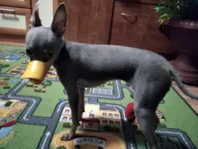 Bozal de silicona para perros, máscara bozal antimordida para perros pequeños y grandes, boquillas para la boca, accesorios de mascota perro