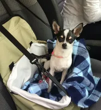 2 in 1 Pet Dog Carrier Car Seat Cover Folding Hammock Winter Warm Safe Carry House Washable