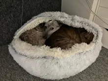 HOOPET-cama para gato y perro, cama para gato y perro de felpa redonda, cálida, suave y larga, para perros pequeños, nido 2 en 1, nuevo estilo