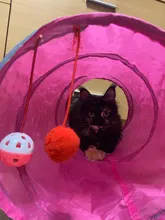 Pet-Cat-Toy Balls Tunnel-Tubes Crinkle Rabbit Play 2-Holes Puppy-Ferrets Dog Fold Collapsible