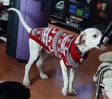 Jersey a rayas para perros grandes ropa cálida para mascotas de invierno para perros pequeños y grandes, abrigo para perros Chihuahua, traje de cachorro de Retriever, ropa para mascotas