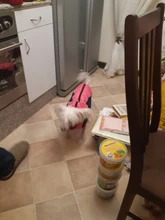 Coat Pet-Dog-Jacket Dogs French Bulldog Waterproof Chihuahua Winter Puppy-Vest Small