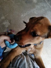 Toy Rubber-Toys Interactive-Training Pet Chew Dog-Bite-Resistant Small for Non-Toxic