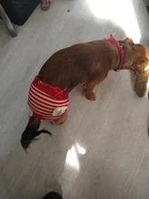 Dog Panties Physiological Pet-Dogs Menstrual-Hygiene Female Puppy Estrus Small Jeans