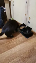 Cat-Bowls Feeders Raised-Stand For Cats Dogs Non-Slip Double with Pet-Food