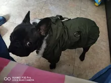 Chaqueta con capucha para gatos domésticos y perros, abrigo cálido para invierno, para perros medianos y pequeños, Chihuahua, ropa ligera