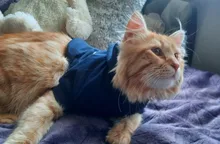 Seguridad ropa para gato mascotas abrigos para gato chaqueta sudaderas con capucha para los gatos traje cálido ropa para mascotas ropa de conejo Animales Mascotas traje para perros 30