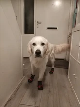 Shoes Reflector Dog-Boots Dogs-Paws Truelove Small Outdoor Large Footwear Pet-Dog Pu