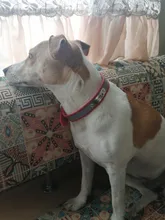 Collar de perros de piel sintética personalizado, reflectante, gato, grabado personalizado, etiqueta de identificación, grabado para cachorro, perros grandes, accesorios para mascotas