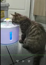 Container Dispenser Water-Level-Display Cats-Drink Dogs Automatic-Water-Feeder Electric