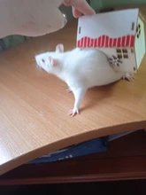 Hamster Hideout Wooden Hut Small Animals Double Layer Villa Rat Room House Cage 50JD