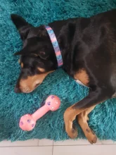 Dog-Collar Engraved Puppy-Name Floral Pet Personalized Airuidog Free Small Large Medium