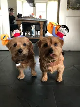 Novelty Halloween Dog Costumes Pet Clothes Cowboy Dressing up Jacket Coats for Dogs Funny