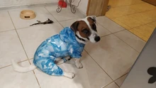 Chubasqueros para perros, chaquetas para perros pequeños con bolsa de almacenamiento grande, ropa deportiva impermeable de manga elástica para perros