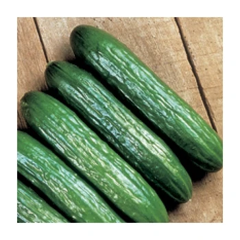 

TOROS F1 Hıyar Tohumu (Tarla) 100 Gr.