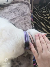 Cats-Bells-Collars Accessories Buckles Pattern-Supplies Reflective Adjustable Fashion