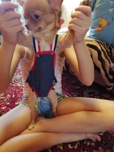 Panties Briefs Underwear Pet-Physiological-Pants Dog-Diaper Sanitary-Shorts Washable